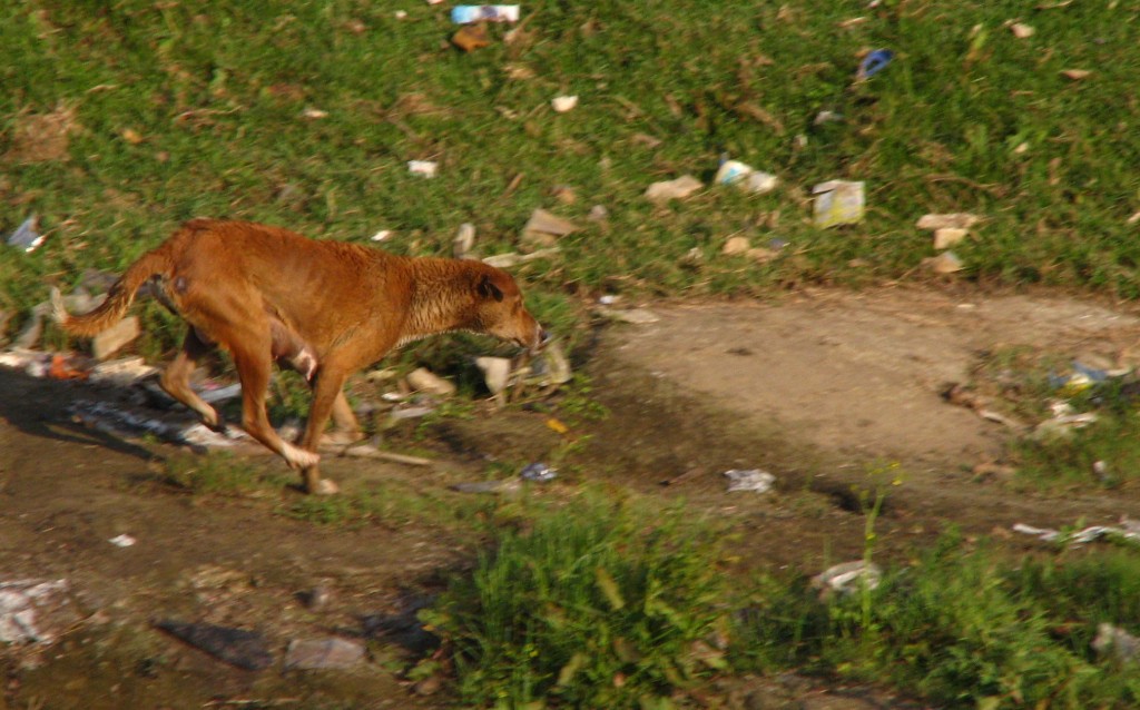 The Dog